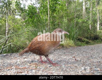 Stewart Island Weka, Stewart Island Weka Rail (Gallirallus australis scotti, Gallirallus scotti), Wandern auf einem Pfad, Seitenansicht, Neuseeland, Stewart Stockfoto