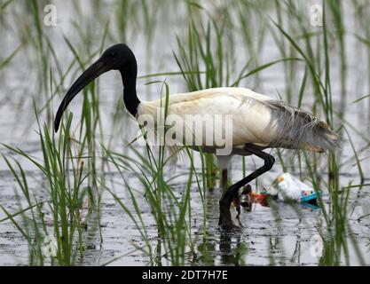 Orientalischer Ibis, orientalischer weißer Ibis, indischer weißer Ibis (Threskiornis melanocephalus), waten im seichten Wasser eines Reisfeldes, Plastikmüll liegen Stockfoto