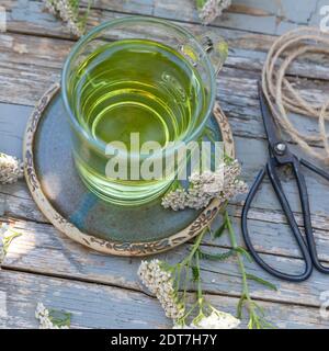 Schafgarbe, Milfoil (Achillea millefolium), selbstgemachter Schafgarbe-Tee, Deutschland Stockfoto