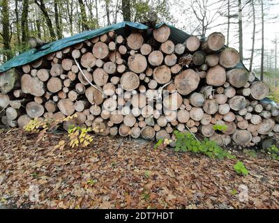 Holzlagerplatz im mit Plane bedeckten Wald, Deutschland Stockfoto