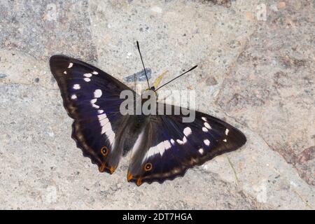 Purpurner Kaiser (Apatura Iris), saugende Mineralien, dorsale Ansicht, Deutschland Stockfoto