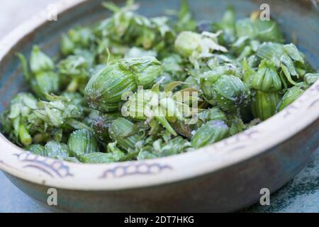 Löwenzahn (Taraxacum officinale), gesammelte Löwenzahn Blütenknospen, Deutschland Stockfoto