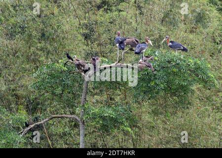 Schlankschnabelgeier (Gyps tenuirostris), der zusammen mit größeren Adjutanten (Leptoptilos dubius) auf einem Baum steht, Indien, Assam, Kaziranga Stockfoto