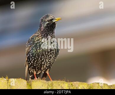 Gemeiner Star (Sturnus vulgaris), Gesang von der Spitze einer Wand, Niederlande Stockfoto