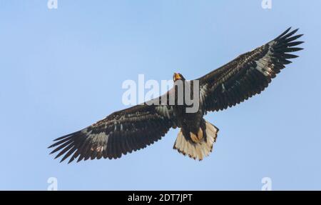 Hellers Seeadler (Haliaeetus pelagicus), unreif im Flug, von unten gesehen, Japan, Hokkaido Stockfoto