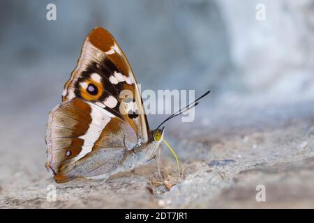 Purpurner Kaiser (Apatura Iris), saugende Mineralien, Seitenansicht, Deutschland Stockfoto