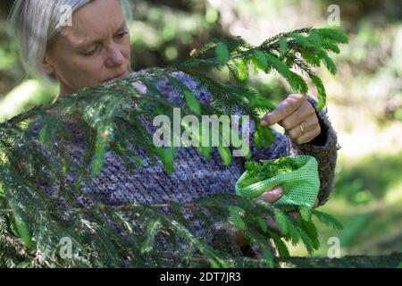 Norwegenfichte (Picea abies), frische junge Fichtensprossen werden gesammelt, Deutschland Stockfoto