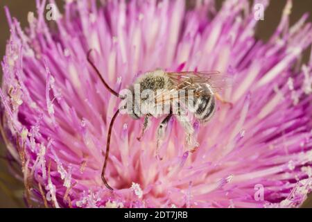 Langhornbiene Männchen, Melissodes tristis, Apidae. Gehäuselänge 10 mm. Nektarierung an der Distel. Stockfoto