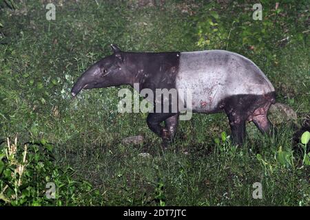 Asiatischer Tapir, malaiischer Tapir, Sunda Tapir (Tapirus indicus), wandelbarer, schlecht behandelter Mann in der Nacht, Seitenansicht, Malaysia Stockfoto