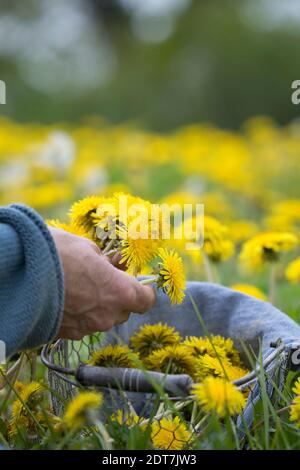 Löwenzahn-Blüten sammeln, Deutschland Stockfoto