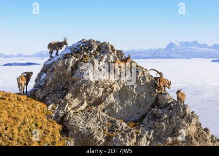 Alpine Ibex (Capra Ibex, Capra Ibex Ibex), Gruppe auf der Rut auf einem Felsen über dem Nebelmeer, Schweiz, Kanton Luzern, Pilatus Stockfoto