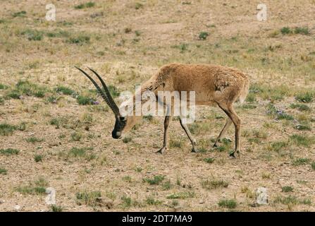 chiru, tibetische Antilope (Pantholops hodgsonii), grasendes Männchen auf dem tibetischen Plateau, Seitenansicht, China, Tibet Stockfoto