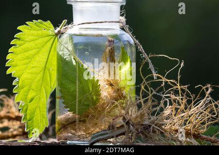 Brennnessel (Urtica dioica), selbstgemachte Brennnesseltinktur aus Wurzeln und Blättern, Deutschland Stockfoto