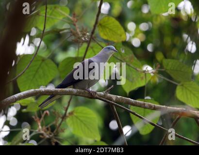 Bergtaube, Maroon-backed Taube, Hodgson's Imperial Taube (Ducula badia), auf einem Zweig im tropischen Regenwald, Seite Stockfoto