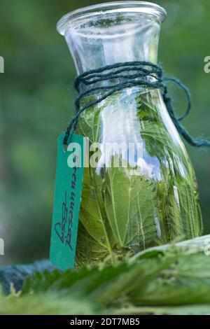 Brennnessel (Urtica dioica), selbstgemachte Brennnesselvinagre in einer Glasflasche, Deutschland Stockfoto