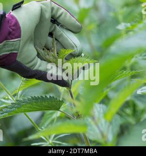 Brennnessel (Urtica dioica), Brennnesselernte, Brennnesseln werden mit Gartenhandschuhen gesammelt, Deutschland Stockfoto