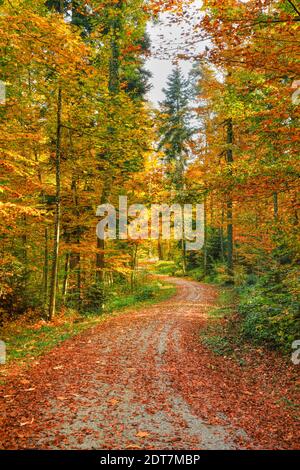 Buche (Fagus sylvatica), Waldweg im Herbst, Schweiz, Zürcher Oberland Stockfoto