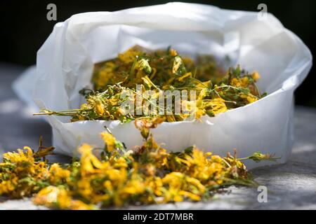 Johanniskraut, Perforat Johanniskraut, klamath-Unkraut, Johanniskraut (Hypericum perforatum), getrocknetes Johanniskraut, Deutschland Stockfoto