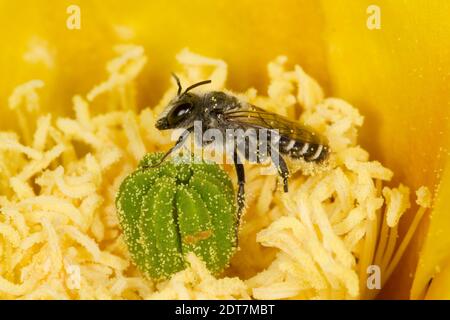 Orange-getippte Waldbiene männlich, Lithurgopsis apicalis, Megachilidae. Gehäuselänge 10 mm. Nectaring am Engelmann's Prickly Pear Cactus, Opuntia engelm Stockfoto