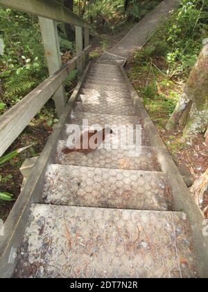 Stewart Island Weka, Stewart Island Weka Rail (Gallirallus australis scotti, Gallirallus scotti), auf einer Treppe in einem Wald, Neuseeland, Stewart Stockfoto