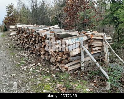 Buche Brennholz Rundholz, Lagerplatz an der Forststraße, Deutschland Stockfoto