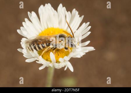 Ligated Furrow Bee männlich, Halictus ligatus, Halictidae. Gehäuselänge 8 mm. Nectaring bei Fleabane, Erigeron sp., Asteraceae. Stockfoto