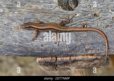 Mauereidechse (Lacerta muralis, Podarcis muralis), Blick von oben, auf Wald, Österreich, Kärnten Stockfoto