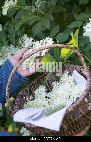 Europäischer Schwarzelder, Holunderbeere, gewöhnlicher Holunder (Sambucus nigra), Holunderblütenernte, Deutschland Stockfoto