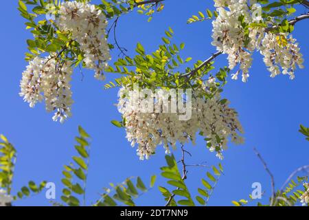 Robinie, gemeinsame Heuschrecke, Robinie (Robinia Pseudo-Akazie, Robinia Pseudoacacia Robinia Pseudacacia), blühen, Deutschland Stockfoto