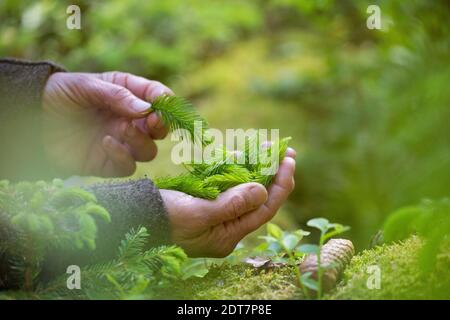 Norwegenfichte (Picea abies), frische junge Fichtensprossen werden gesammelt, Deutschland Stockfoto