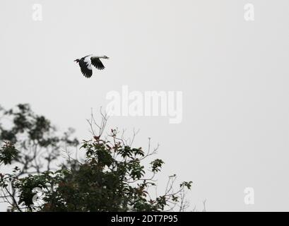 Waldente mit weißen Flügeln (Cairina scutulata, Asarcornis scutulata), die über das Flachland-Regenwalddach, Indonesien, Sumatra und Way Kambas fliegt Stockfoto