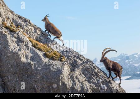 Alpine Ibex (Capra Ibex, Capra Ibex Ibex), zwei Alpine Ibexes, die auf einem Felsen über dem Nebelmeer klettern, Schweiz, Kanton Luzern, Pilatus Stockfoto