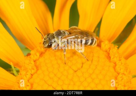 Ligated Furrow Bee, Halictus ligatus, Halictidae. Gehäuselänge 9 mm. Nektarierung bei Aster. Stockfoto