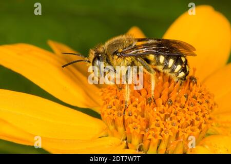 Wolle-Carder Bienenmännchen, Anthidium maculosum, Megachilidae. Gehäuselänge 11 mm. Nektarierung bei Aster. Stockfoto