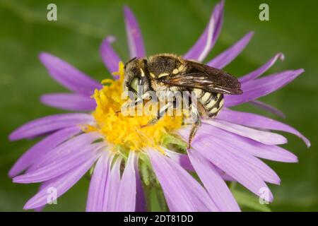 Fleckfronted Wool-Carder Bee Male, Anthidium maculifrons, Megachilidae. Gehäuselänge 9 mm. Nectaring bei lila Aster. Stockfoto