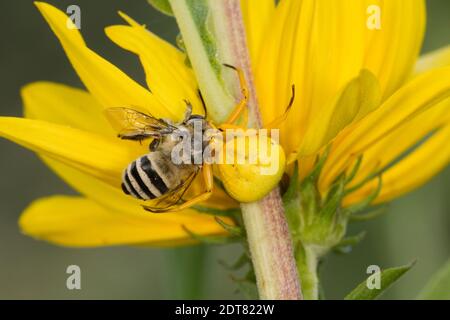 Weißbanderige Krabbenspinne weiblich, Misumenoides formosipes, Thomisidae. Fütterung von Urbane Digger Bee Männchen, Anthophora urbana, Apidae. Stockfoto