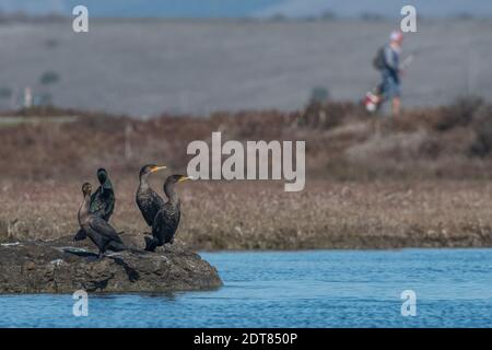 Eine kleine Gruppe von Kormoranen mit doppelter Haubenbrauge (Phalacrocorax auritus) und 1 kormoran von brandt beobachten einen Fischer, der vorbeigeht. Stockfoto