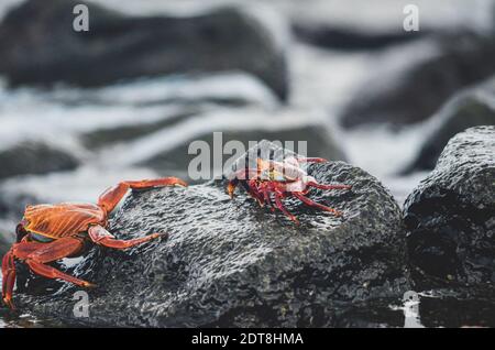 Galapagos, Sally Lightoot Crab, auf nassem dunkelgrauem Felsen Stockfoto