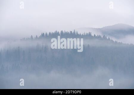 Nebel über Kiefernwäldern. Nebliger Blick am Morgen in der nassen Berggegend. Detail von dichten Kiefernwald, High Key Foto. Stockfoto