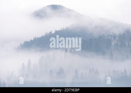 Nebel über Kiefernwäldern. Nebliger Blick am Morgen in der nassen Berggegend. Detail von dichten Kiefernwald, High Key Foto. Stockfoto
