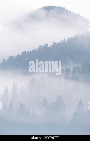 Nebel über Kiefernwäldern. Nebliger Blick am Morgen in der nassen Berggegend. Detail von dichten Kiefernwald, High Key Foto. Stockfoto