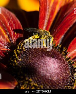 Eine vertikale Aufnahme einer Honigbiene, die Pollen sammelt Eine Blume Stockfoto