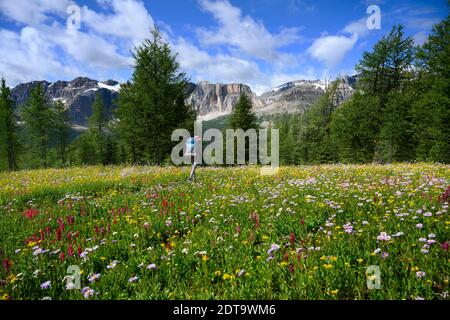 Wildblumen blühen am Egypt Lake Trail im Sommer Stockfoto