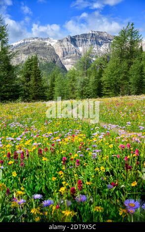 Wildblumen blühen am Egypt Lake Trail im Sommer Stockfoto