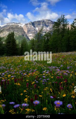 Wildblumen blühen am Egypt Lake Trail im Sommer Stockfoto