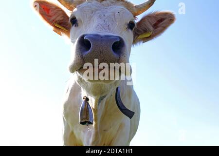 Ein junges weißes Charolais-Rind mit Hörnern und Glocke Stockfoto