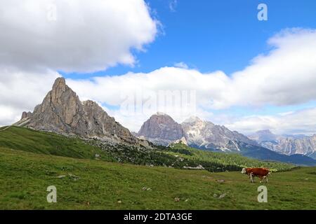 Zwei Simmentaler Rinder auf einer Bergwiese am Passo Di Giau in den Dolomiten in Südtirol Italien Stockfoto