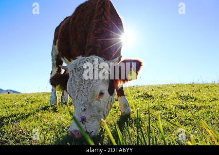 Ein junges Fleckvieh mit Hörnern gegen die Sonne Eine Wiese in Bayern Stockfoto