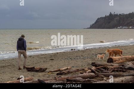 Mann, der mit seinen Hunden am Strand an wolkenverwitterter stürmischer Zeit läuft. Wintersaison. Selektiver Fokus, Reisefoto, Straßenansicht. Stockfoto