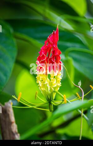 Tiger Kralle Lilie Blume ist eine schöne und einzigartige Blume in der Natur aus nächster Nähe, üppig grünen Hintergrund, die rote und gelbe Farbkombination der Blume Stockfoto